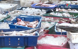 Nâng cao hiệu quả truy xuất nguồn gốc thủy sản, chống khai thác IUU