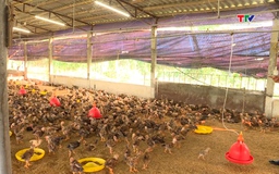 Nuôi gà an toàn sinh học, giải pháp chăn nuôi bền vững