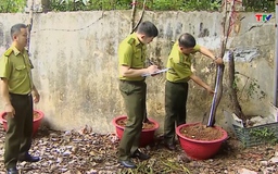 Siết chặt quản lý khai thác cây muội hồng từ rừng tự nhiên