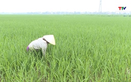 Sản xuất nông nghiệp duy trì ổn định đầu vụ Xuân