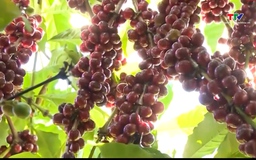 Giá cà phê tăng 900 đồng/kg