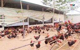 Chủ động  bảo vệ gia cầm mùa nắng nóng