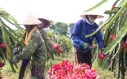 Sản xuất cây ăn quả theo tiêu chuẩn VietGap 