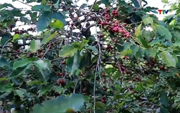 Dự báo giá cà phê tăng nhẹ thời gian tới 