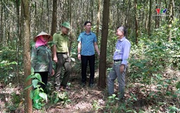 Điều chỉnh Quy hoạch lâm nghiệp quốc gia phải hoàn thành trong Quý II năm 2026