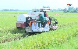 Xã Thọ Lập khẩn trương thu hoạch lúa chiêm xuân