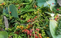 Xuất khẩu hồ tiêu Việt Nam duy trì đà tăng trưởng