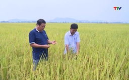 Năng suất lúa Xuân 2026 đạt cao hơn so với cùng kỳ