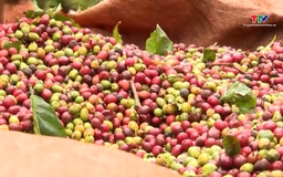 Xuất khẩu cà phê trước sức ép mới
