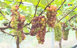 Ứng dụng công nghệ trong sản xuất nông nghiệp hữu cơ