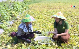 Xây dựng nhãn hiệu tập thể cho dưa lê Hồng Nhuệ 