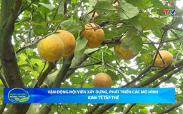 Bản tin Nông nghiệp - Nông thôn ngày 20/5/2026
