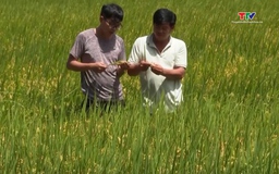 Nông dân trồng lúa "xanh" lãi hơn 50%, giảm phát thải 164.000 tấn CO2
