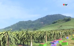 Chuẩn hóa mã số vùng trồng để bảo vệ thương hiệu nông sản Việt