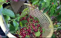 Giá cà phê trong nước và thế giới bật tăng trở lại 
