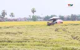 Đẩy nhanh thu hoạch vụ Xuân, chủ động sản xuất