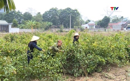 Phát triển dược liệu gắn với chuyển đổi cơ cấu cây trồng 