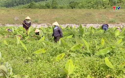 Nông dân Thanh Hóa ứng phó với nắng nóng gay gắt