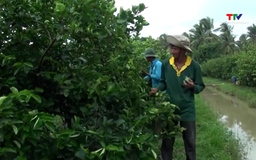 Xuất khẩu bưởi, chanh vào Trung Quốc: Cơ hội và áp lực
