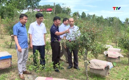 Những nông dân làm giàu trên đất đồi rừng