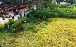 Sắc phục Công an giữa mùa vàng