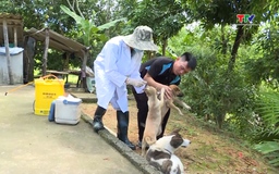 Tăng cường phòng, chống bệnh dại trên động vật