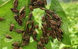 6 người nghi ngộ độc sau khi ăn bọ xít rừng tại xã Phú Xuân