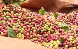 Xuất khẩu cà phê tăng trưởng về giá trị