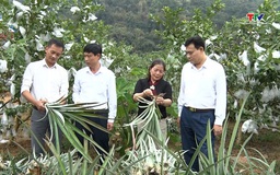 Phong trào sản xuất, kinh doanh giỏi - Động lực để nông dân làm giàu