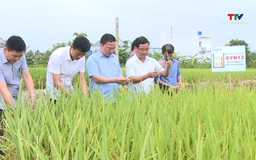 Nhân rộng diện tích giống lúa lai 3 dòng SYN 12
