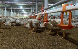 Kế hoạch quốc gia phòng, chống các bệnh cúm gia cầm, lở mồm long móng và dịch tả lợn châu Phi, giai đoạn 2026 - 2030 
