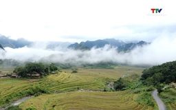 Thiên Phủ mùa lúa trổ bông