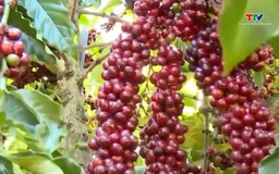 Giá cà phê tiến sát 90 nghìn đồng/kg