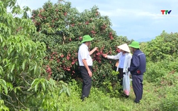 Phát triển nông nghiệp công nghệ cao ở Nông trường Sông Âm