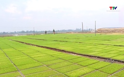Thanh Hóa giải phóng 47.500 ha đất để sản xuất vụ mùa 2026
