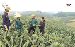 Giá dứa giảm mạnh, người trồng dứa gặp khó khăn