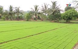Sản xuất mạ khay - thúc đẩy cơ giới hóa trong sản xuất lúa