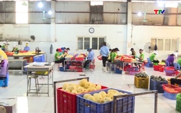Xuất khẩu rau quả tăng trưởng tích cực