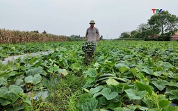 Nông nghiệp an toàn – Hướng đi nâng cao giá trị nông sản Thanh Hóa