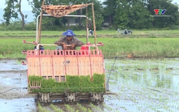 Sản xuất mạ khay - thúc đẩy cơ giới hóa trong sản xuất lúa