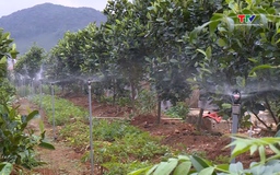 Thanh Hoá: Ứng dụng công nghệ tưới tiết kiệm trong sản xuất nông nghiệp