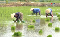 Sử dụng thuốc trừ cỏ cho lúa vụ mùa