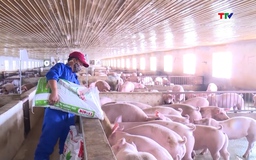 Giá lợn hơi duy trì ổn định sau những đợt giảm giá cục bộ