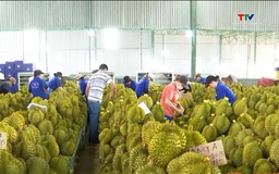 Ngành sầu riêng chuẩn hóa truy xuất nguồn gốc và chuỗi cung ứng