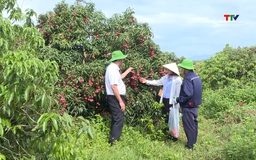 Duy trì mã số vùng trồng, khẳng định giá trị nông sản