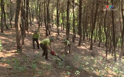 Thanh Hóa: 99 xã, phường được cảnh báo cháy rừng cấp cực kỳ nguy hiểm