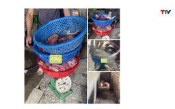 Khởi tố 3 đối tượng mua bán, giết mổ tiêu thụ lợn mắc dịch tả lợn châu Phi