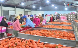 Nâng cấp chuỗi giá trị để nông sản Việt giữ thị phần tại Trung Quốc