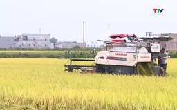 Thị trường nông sản, thực phẩm ổn định