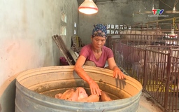 Xã Nga Thắng chủ động phòng chống dịch bệnh cho gia súc, gia cầm 